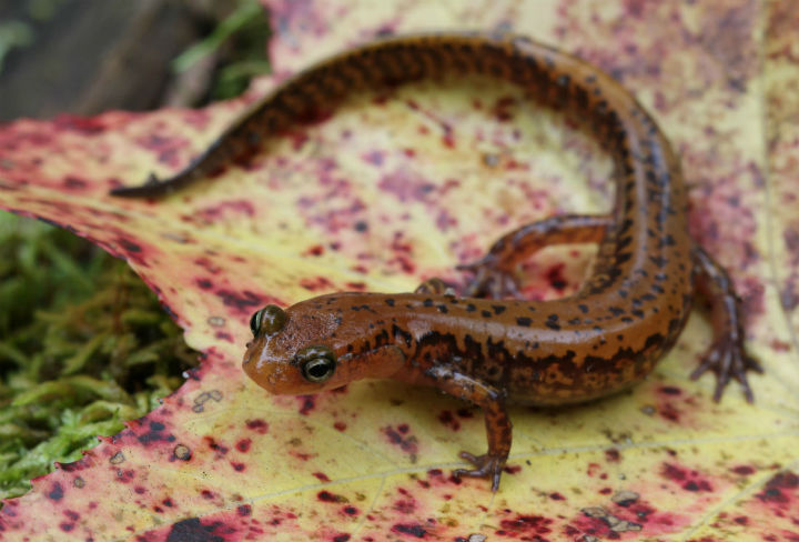 Long-tailed Salamander